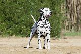 DALMATIEN 012